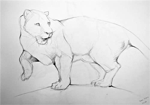 Panther Sketch (pencil on paper)